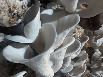 Bula Mushroom